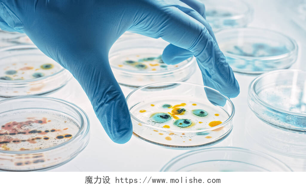 科学家手拿各种细菌样本科学家与Petri Dishes一起研究各种细菌、组织和血液样本。抗生素、用DNA增强剂治疗疾病的药物研究概念。移动特写镜头